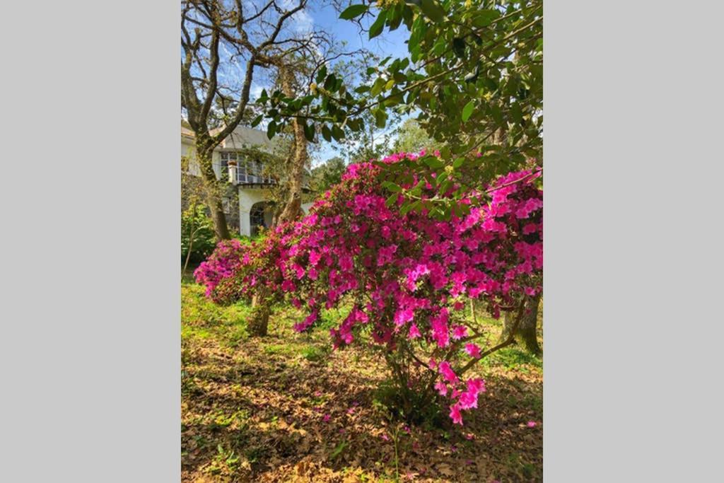 Quinta Biologica, Com Vista, Na Serra De Sintra Exterior foto