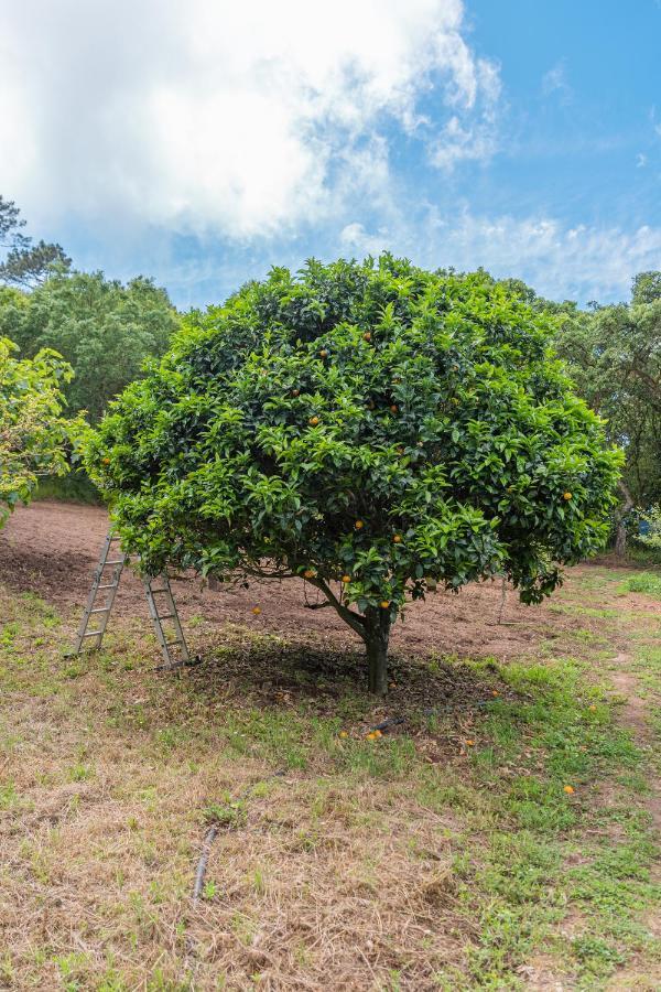 Quinta Biologica, Com Vista, Na Serra De Sintra Exterior foto