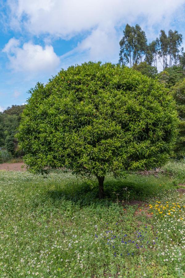 Quinta Biologica, Com Vista, Na Serra De Sintra Exterior foto